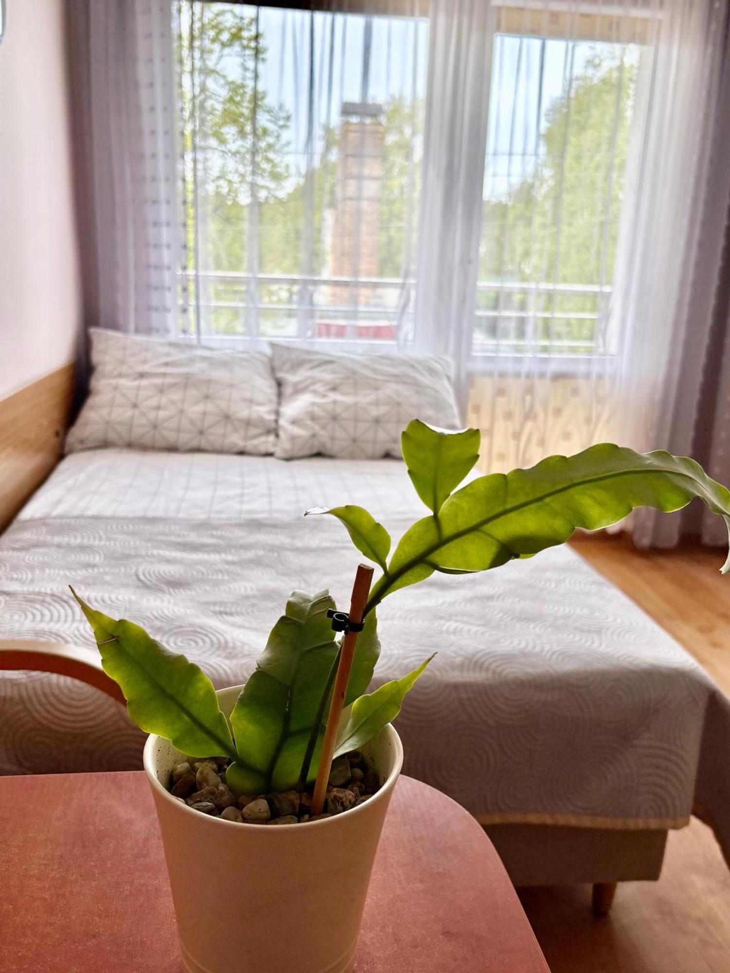 Fonica Bed & Breakfast Leba Ngoại thất bức ảnh